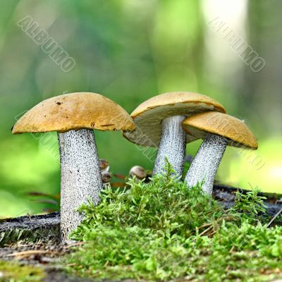 Mushrooms orange cap boletus 