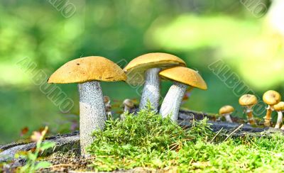 Mushrooms orange cap boletus 