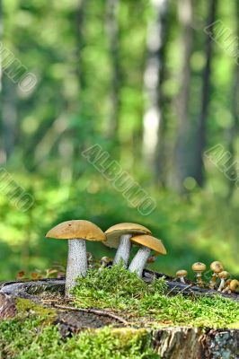 Mushrooms orange cap boletus on the moss