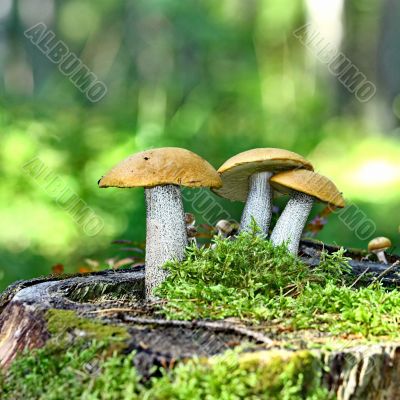 Mushrooms orange cap boletus 
