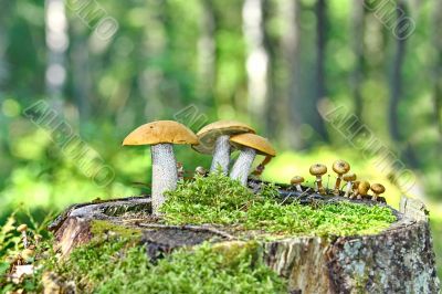 Mushrooms orange cap boletus 
