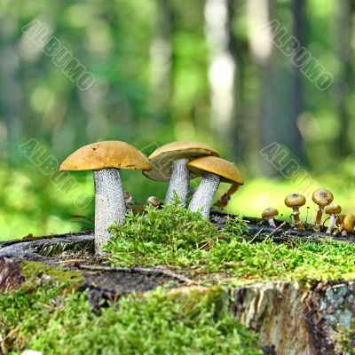 Mushrooms orange cap boletus 