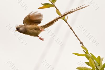 Speckled Mousebird in flight
