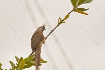 Speckled Mousebird