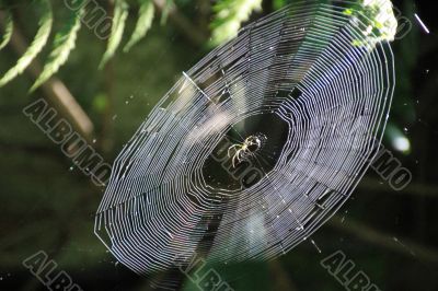 Spider in Spiderweb