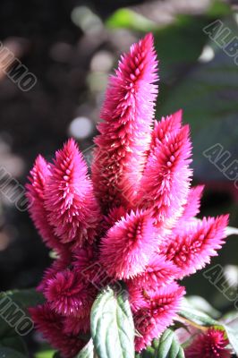 Fuzzy Pink Flower