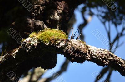 Moss on Tree Branch