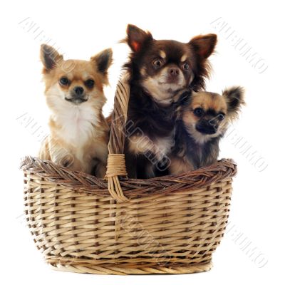 three chihuahua in a basket