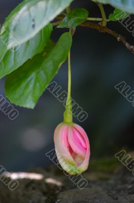 Single Pink Flower Bud Hanging