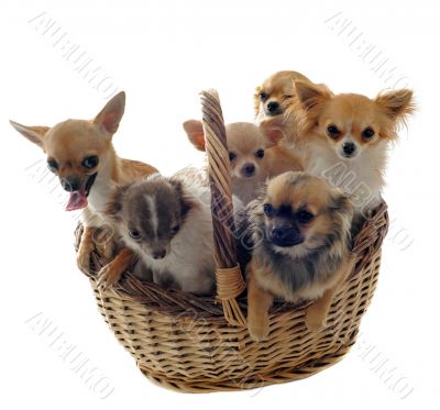 chihuahuas in basket