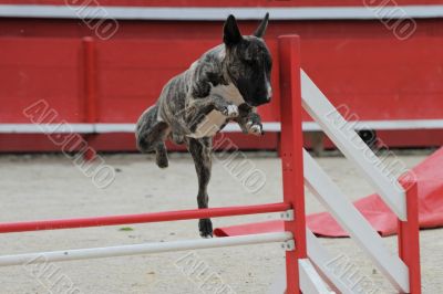  bull terrier in agility