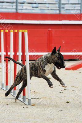  bull terrier in agility