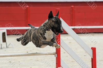  bull terrier in agility