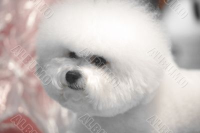Bichon Frise