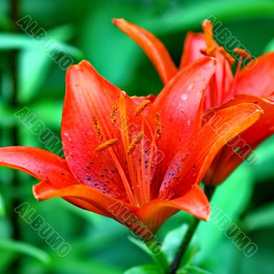  beautiful red lily