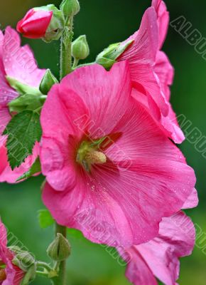 Pink malva Silvestris. Mallows