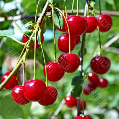 Cherries on a branch