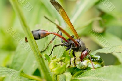 A wasp having a meal
