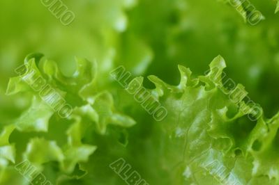  lettuce