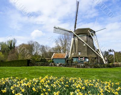 traditional dutch windmill with daffodils, Netherlands