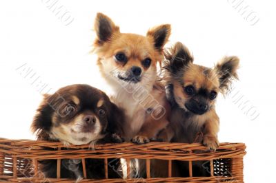 three chihuahua in a basket