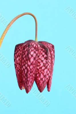 Fritillaria meleagris