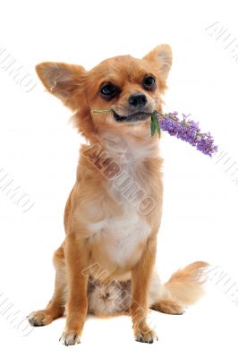 chihuahua and flower