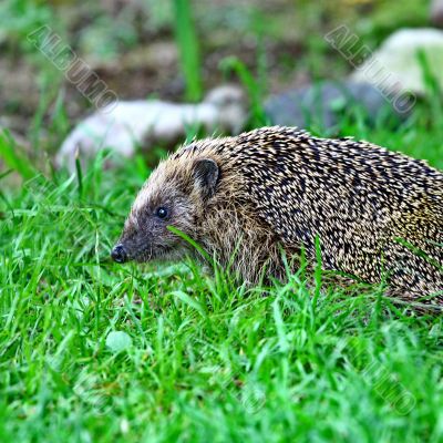 Wild hedgehog 