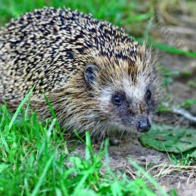 Wild hedgehog 