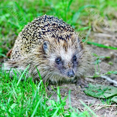 Wild hedgehog 
