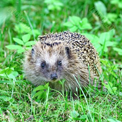 Wild hedgehog 