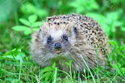 Wild hedgehog 