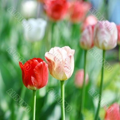 Red beautiful tulips 