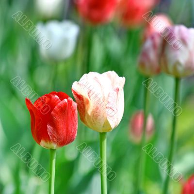 Red beautiful tulips field in spring time
