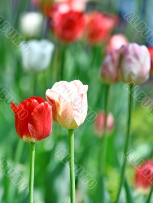 Red and white beautiful tulips
