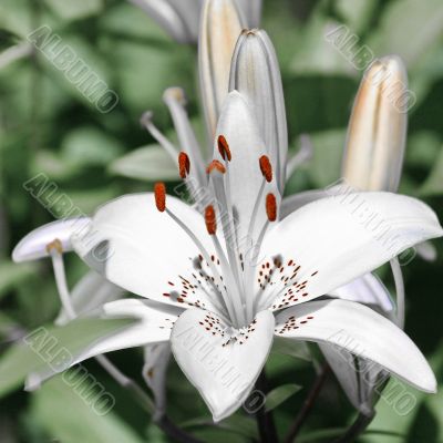 Flower white lily 