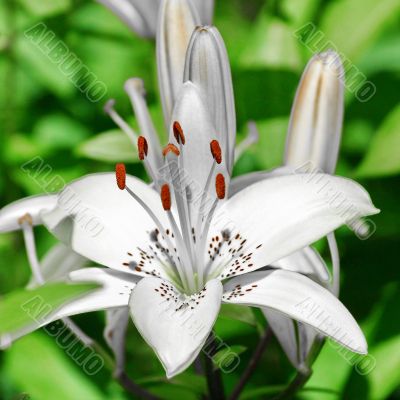 Flower white lily 