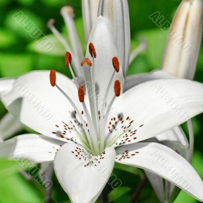 Flower white lily 