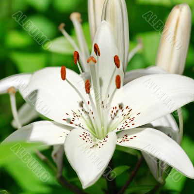Flower white lily 