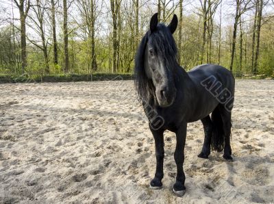 Funny black horse