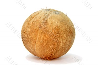 Whole Coconut 