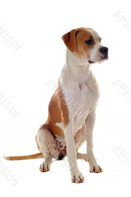 american bulldog 