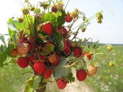 Beautiful wild strawberry found in a wood