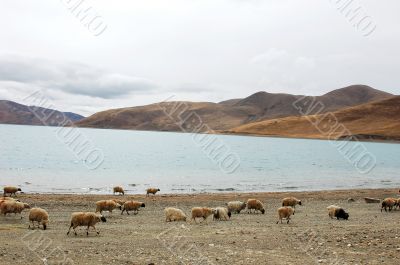 Landscape in Tibet