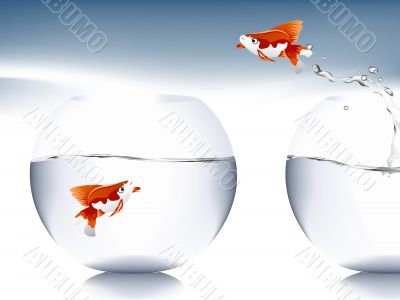 goldfish jumping 