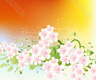 apricot and Cherries blossoms