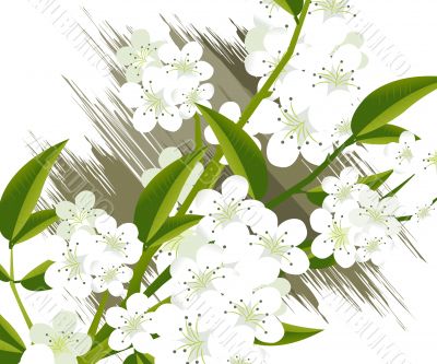 blossoms Illustration
