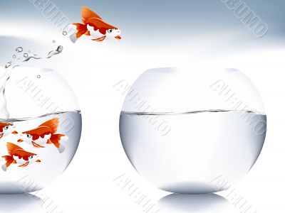  goldfish jumping 