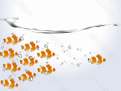 clown fish