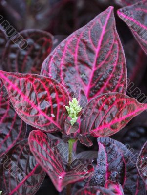 Red leaf plant